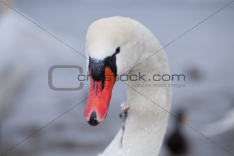 white swan on a winters day