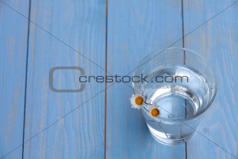 daisies in a glass with water