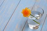 dandelion in a glass with water