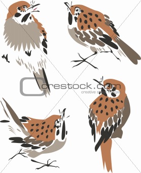 bird illustration