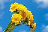 Bouquet of dandelion against the blue sky