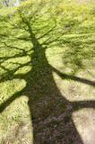 spring oak shadow on the meadow