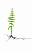 Young growing fern plant with roots