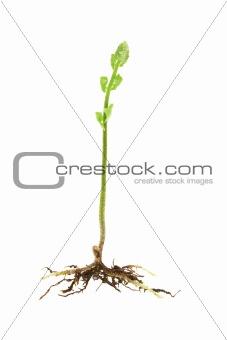 Young shoot of a fern plant
