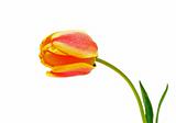 Flower orange-yellow tulip in water drops
