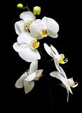 Orchid Phalaenopsis. Flowers white orchids on a black background.