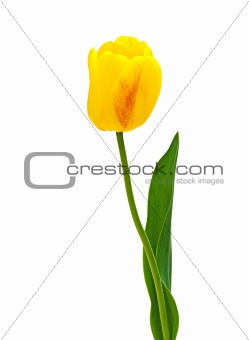 Yellow Tulip Close-up on a white background.