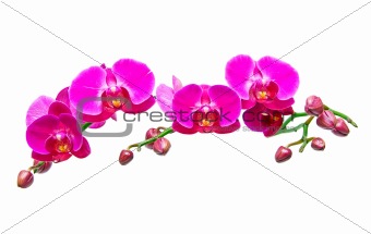 Orchid Phalaenopsis.Beautiful orchid flowers isolated on white background.