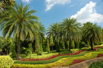 Fine tropical garden with palm trees and flowers.