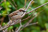 Brown sparrow