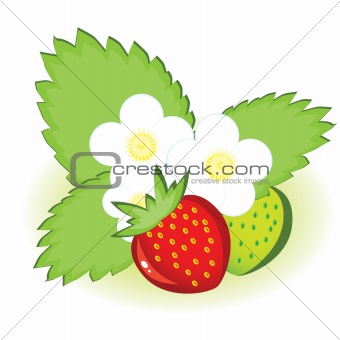 Ripe strawberries and green with flowers