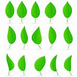 Various types and shapes of green leaves