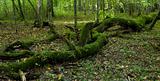 Old stand of Bialowieza Forest with rest of decline oak