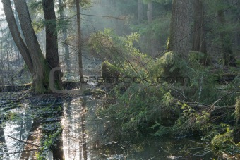 Bialowieza Forest riparian stand in morning