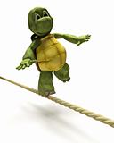 Tortoise balancing on a tight rope