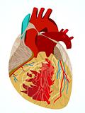abstract human heart