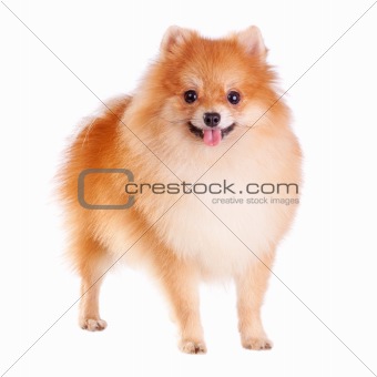 Pomeranian Dog 