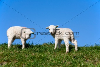 Cute lambs
