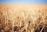 Mown field of wheat