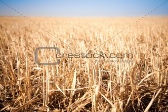 Mown field of wheat