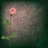 abstract grunge floral background with rose