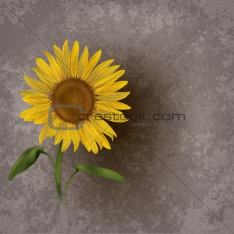 abstract grunge floral background with sunflower