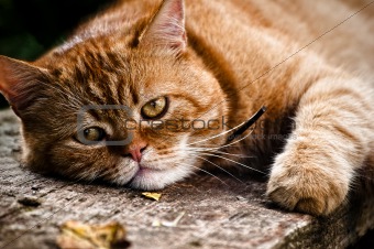 Red cat portrait