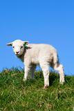 Cute lamb
