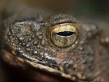 Frog's eye in Thailand