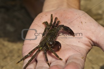 Crab on hand