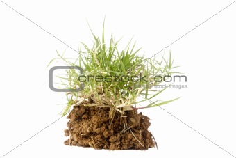 Piece of Grass