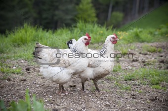 Two white Chicken