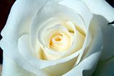 macro image beautiful close up white  rose