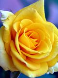 macro image beautiful close up white yellow rose