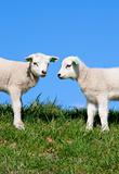 Cute lambs
