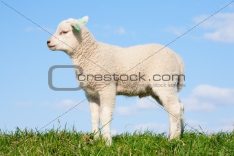 Cute lamb
