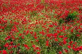  God is a painter and he loves red... Poppies field  (horizontal