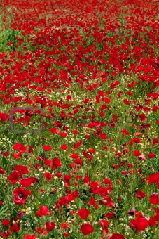  God is a painter and he loves red... Poppies field (vertical)