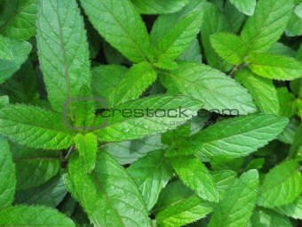 Peppermint From Above