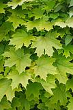 Young delicate leaves of maple