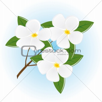 The branch of a tree with white flowers