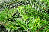 green fir