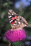 Painted Lady Butterfly (Vanessa virginiensis)