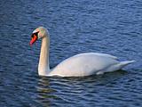 Mute Swan (Cygnus olor) - Illinois