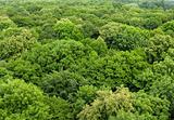 forest seen from above