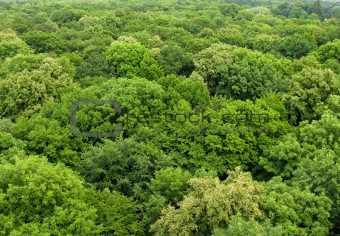 forest seen from above
