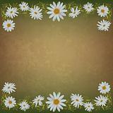abstract grunge floral background with chamomiles