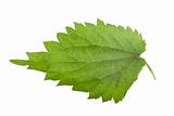 Fresh green nettle leaf