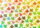 Colourful Maple leaves