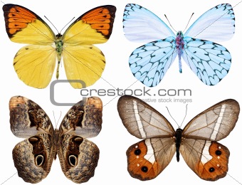 collection of butterflies isolated on white